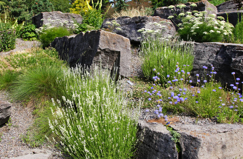 pebble mulch